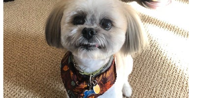 Dog days of August cool sales as Seattle home-price growth dips